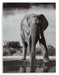 Glinyard Wall Art - Tony’s Furniture Store & Linen (GA) - Multi Location