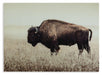 Brutus Wall Art - Tony’s Furniture Store & Linen (GA) - Multi Location