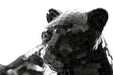 Drice Panther Sculpture - Tony’s Furniture Store & Linen (GA) - Multi Location